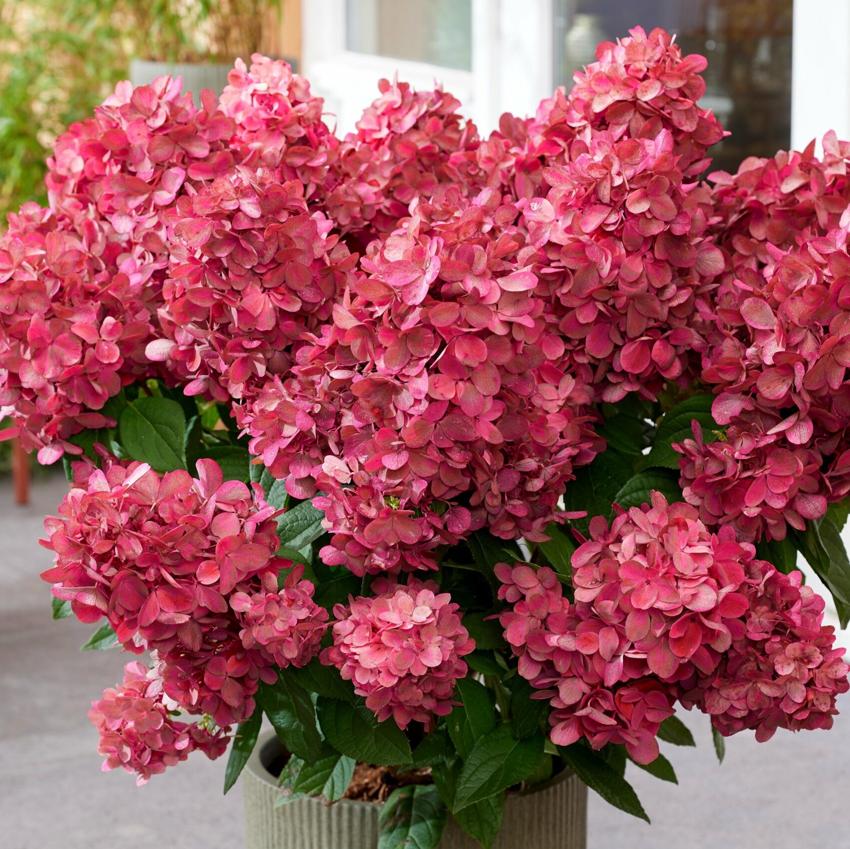 Гортензия метельчатая Меджикал Монте Верде